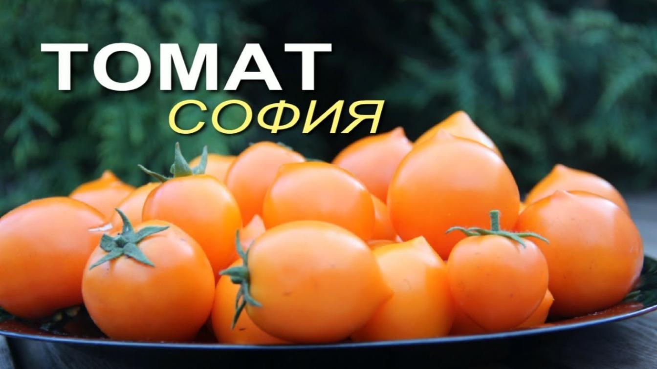Томат София