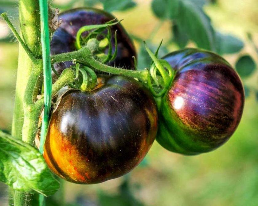 Томат Солнечное затмение 2