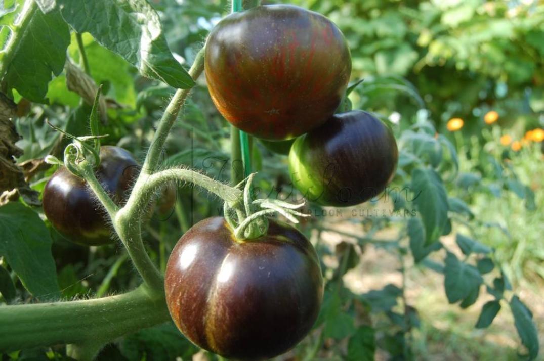 Томат Солнечное затмение 3