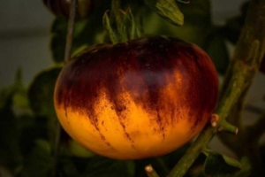 Томат Солнечное затмение