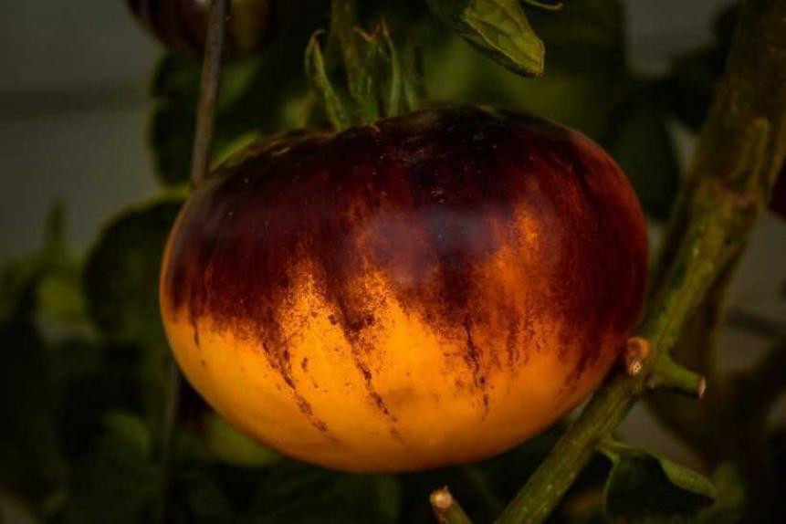 Томат Солнечное затмение