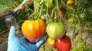 Томат Соловей-Разбойник