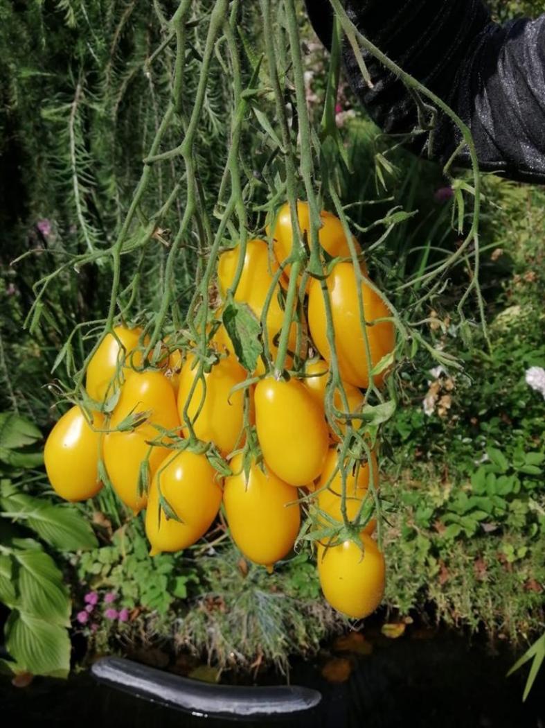 Томат Сосулька желтая 3