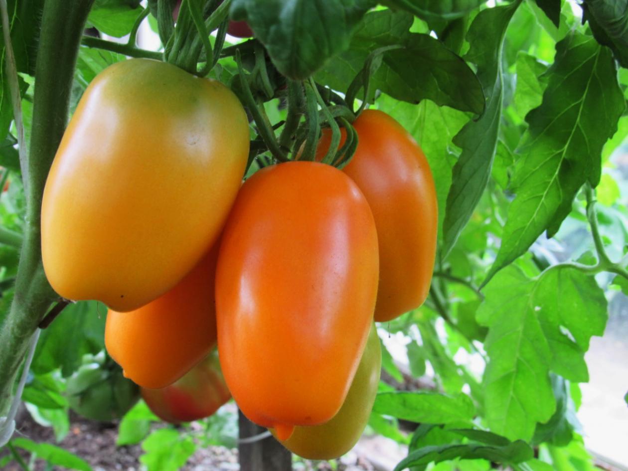 Томат Сосулька желтая 4