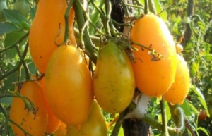 Томат Сосулька желтая