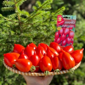 Томат Соточка