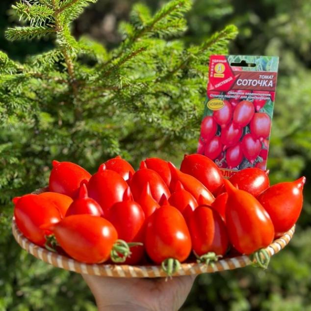 Томат Соточка