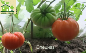 Томат Спецназ