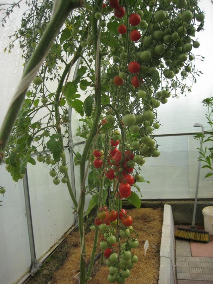 Томат Спокуса 2