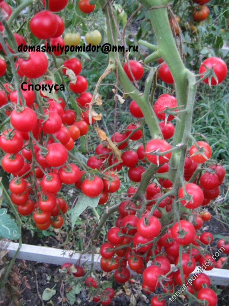 Томат Спокуса 3