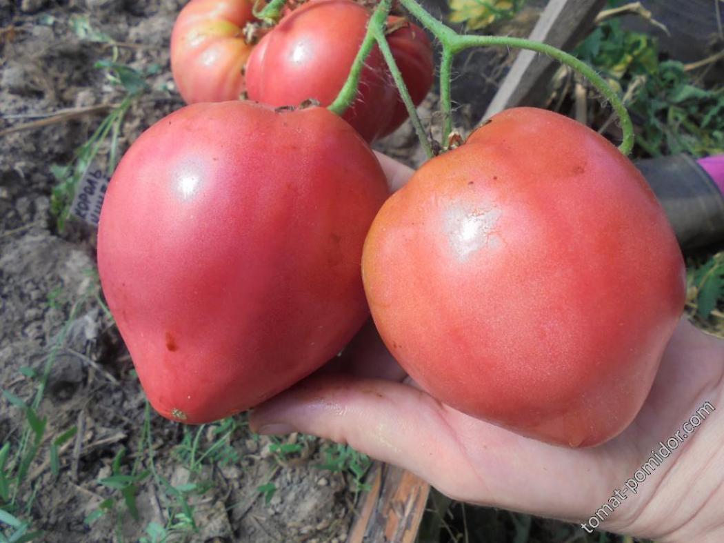 Томат Стадо бегемотов 2