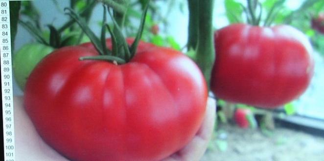 Томат Стадо бегемотов