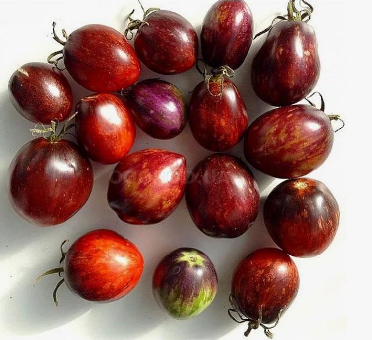 Томат Сталь Дамаска 2