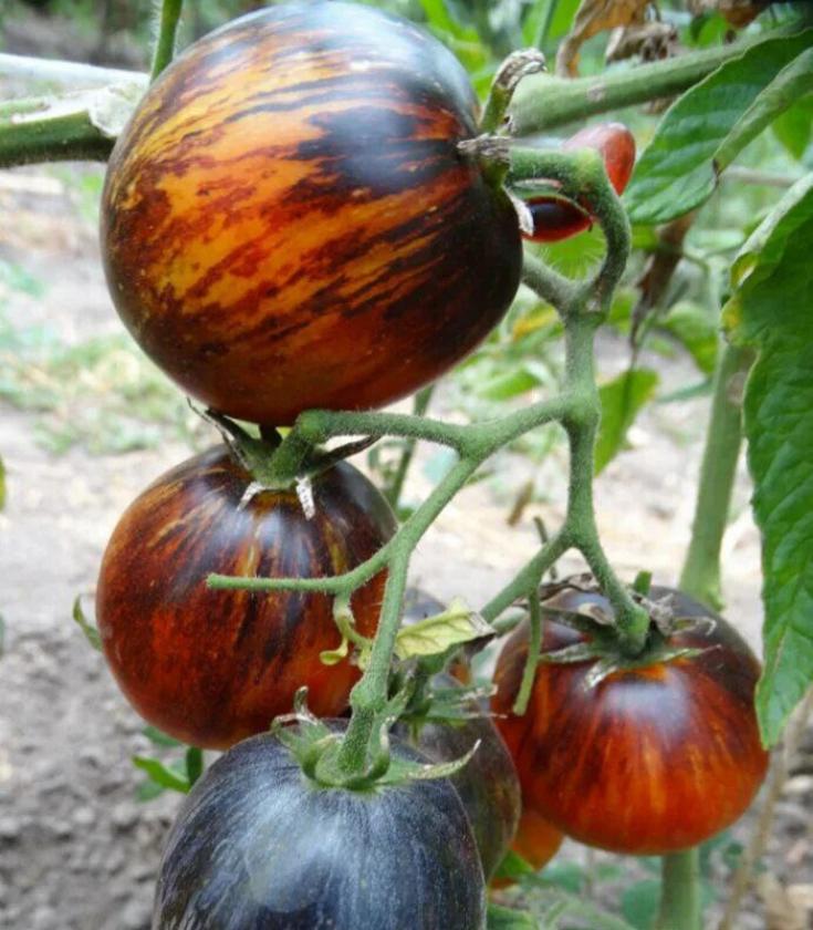 Томат Сталь Дамаска 3