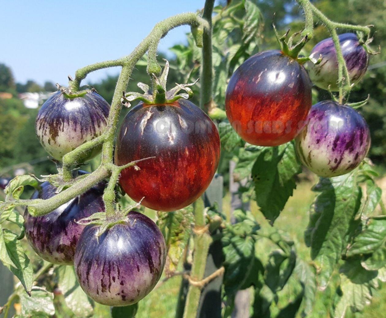 Томат Сталь Дамаска 4