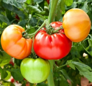 Томат Стан 5000