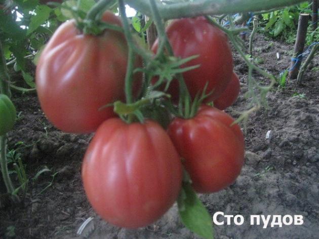 Томат Сто пудов 5