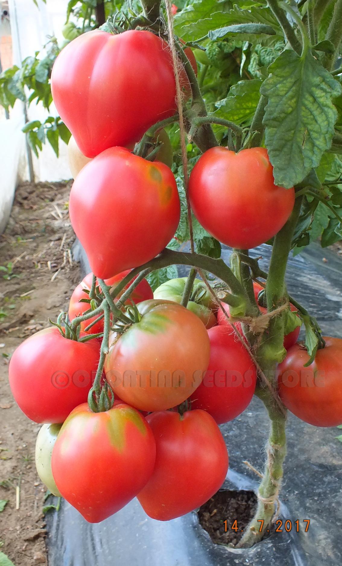 Томат Страстное сердце Энтони 3