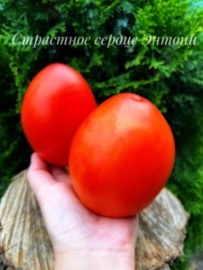 Томат Страстное сердце Энтони