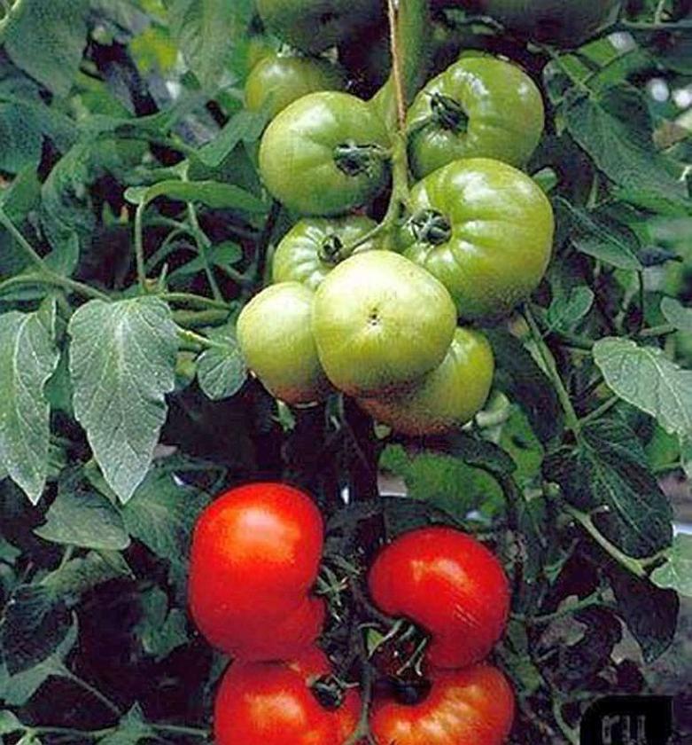 Томат Стреза