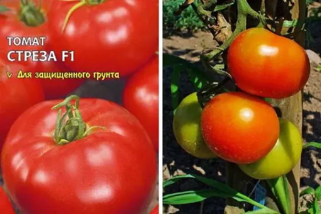 Томат Стреза 2