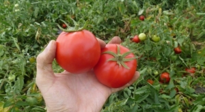 Томат Супер ред