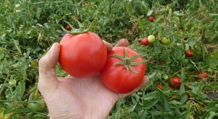 Томат Супер ред
