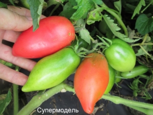 Томат Супермодель