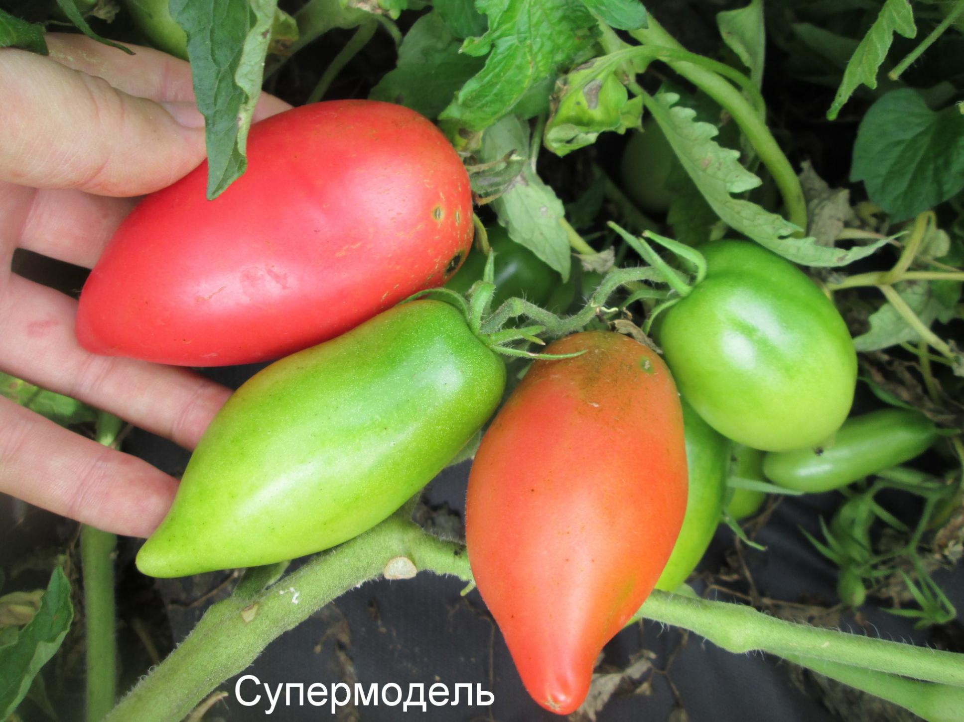 Томат Супермодель