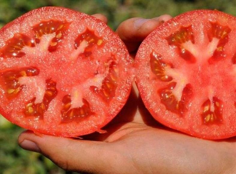 Томат Супернова 2