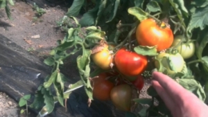 Томат Супернова