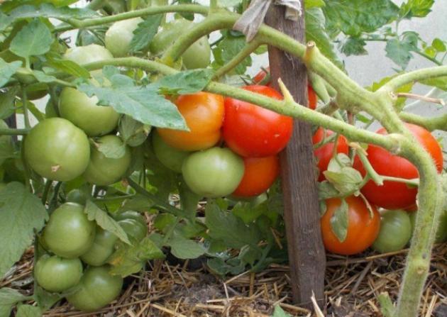 Томат Сверхранний 1105 2