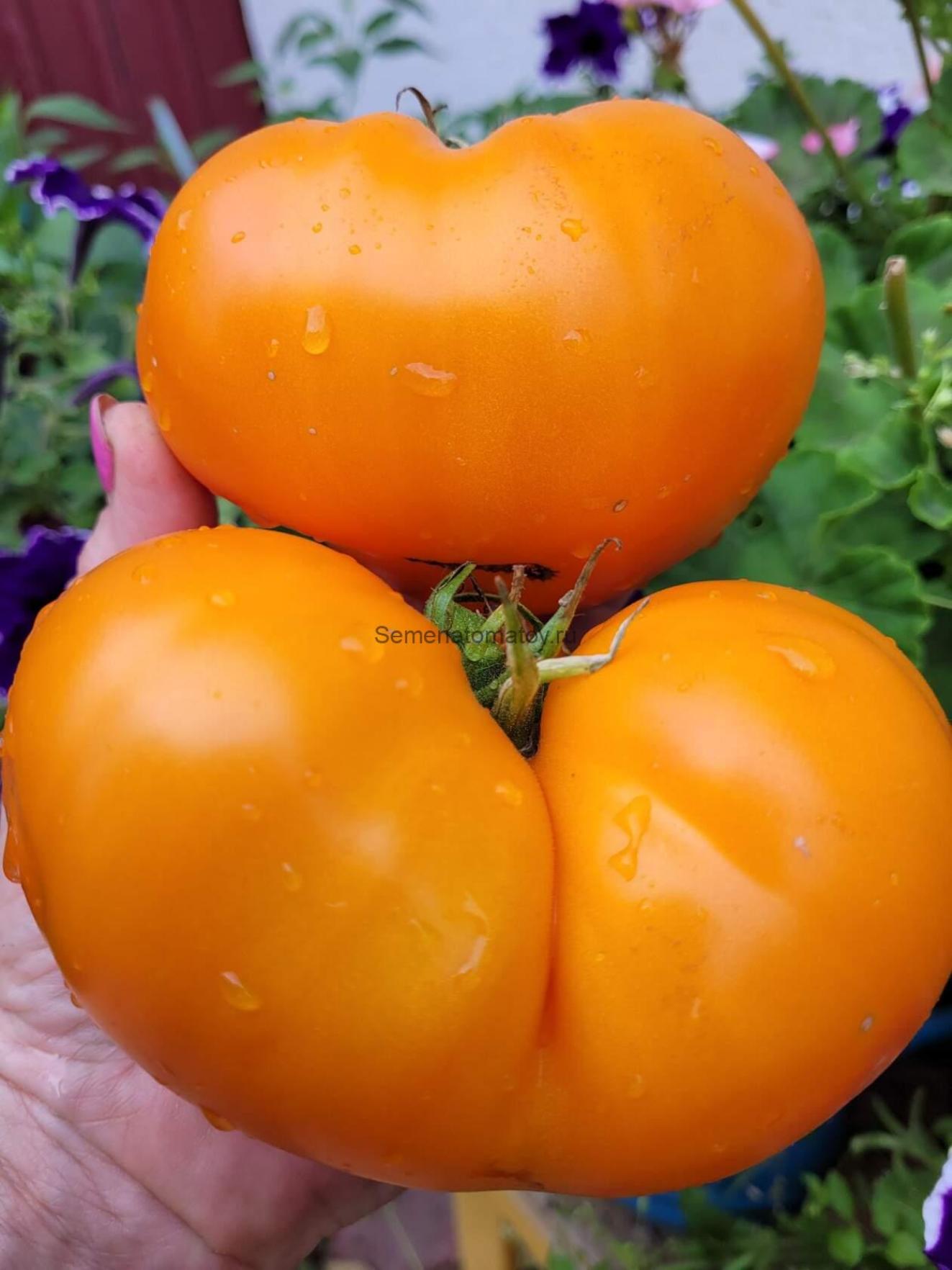 Томат Сюрприз жёлтый 2