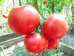 Томат Сызранка