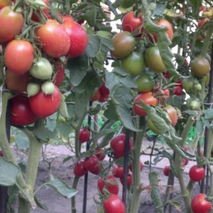 Томат Сызранская скороспелка