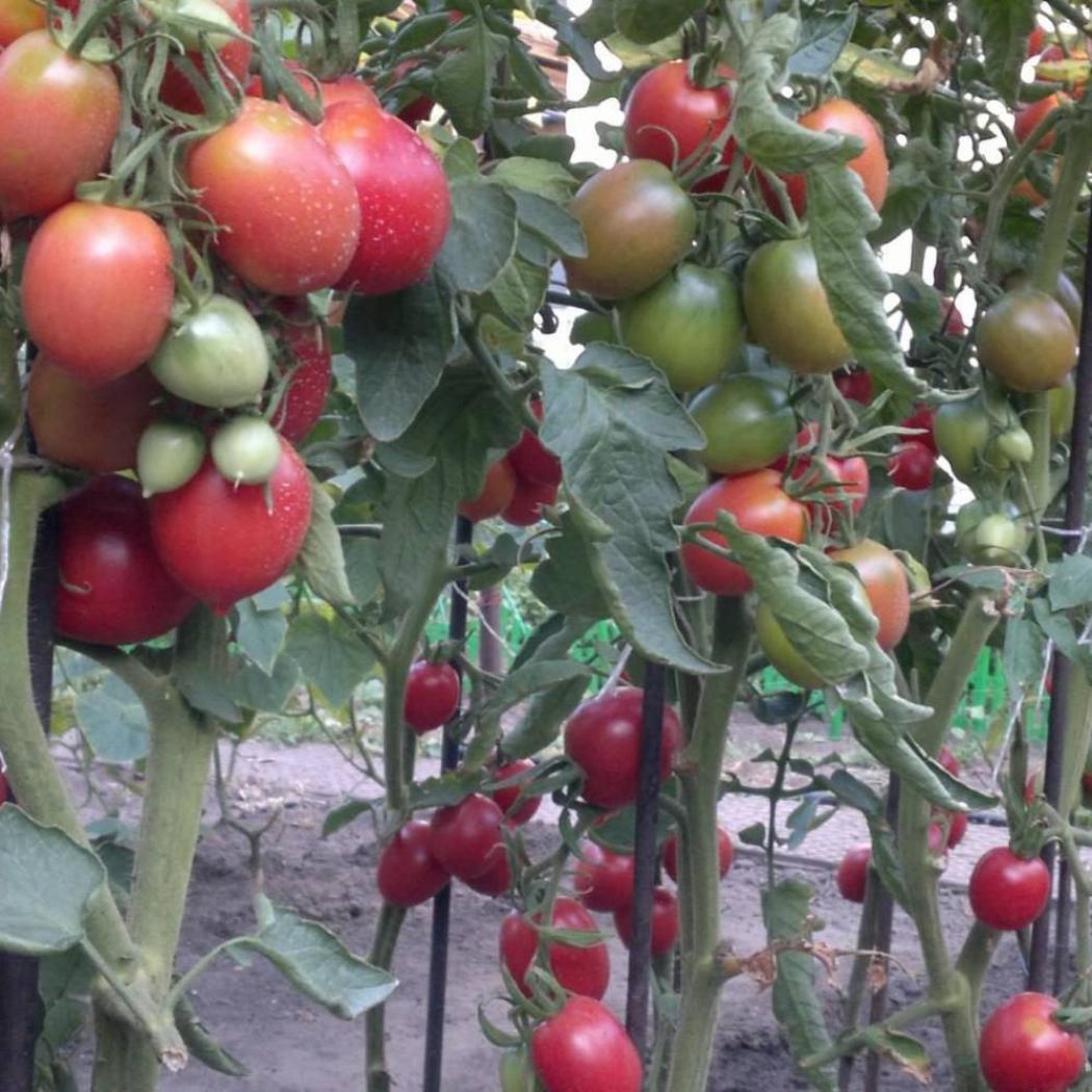 Томат Сызранская скороспелка