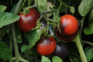 Томат Таежный рубин