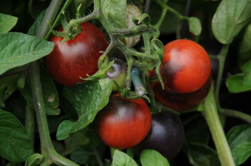 Томат Таежный рубин