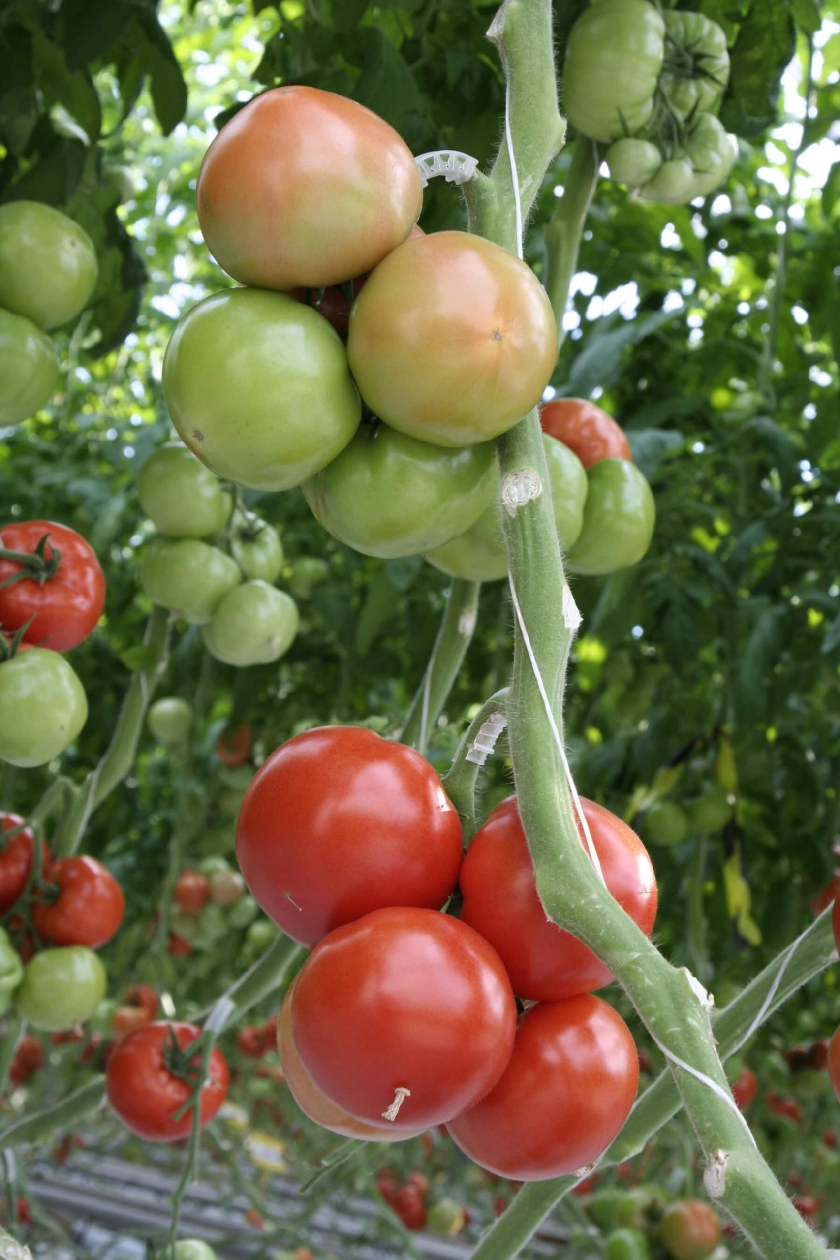 Томат Таганрог 2