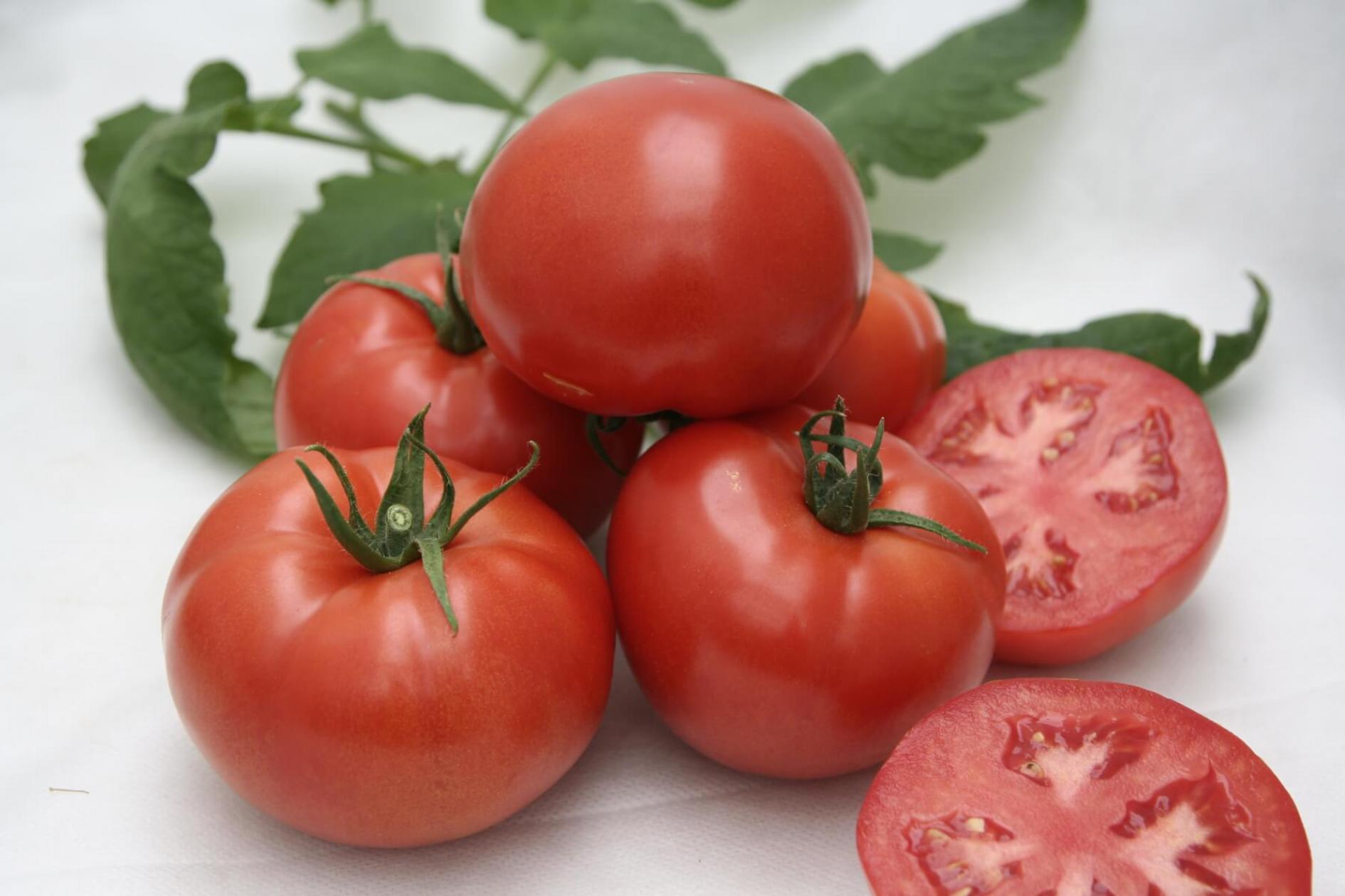 Томат Таганрог