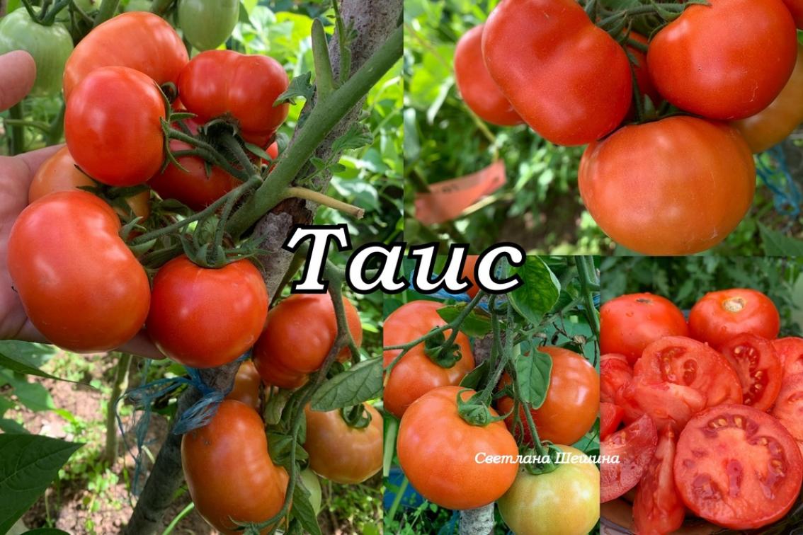 Томат Таис 2