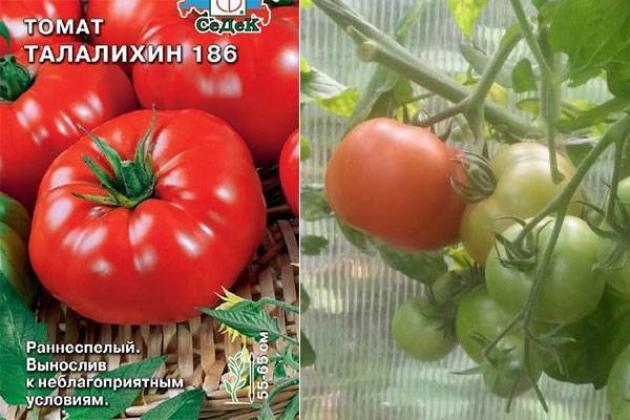 Томат Талалихин 186