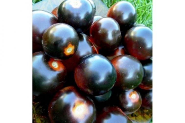 Томат Танцы со смурфами 2