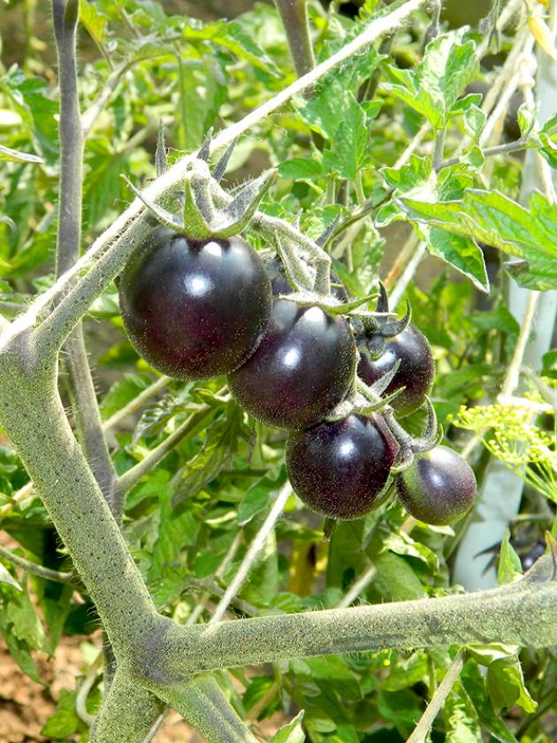 Томат Танцы со смурфами 4