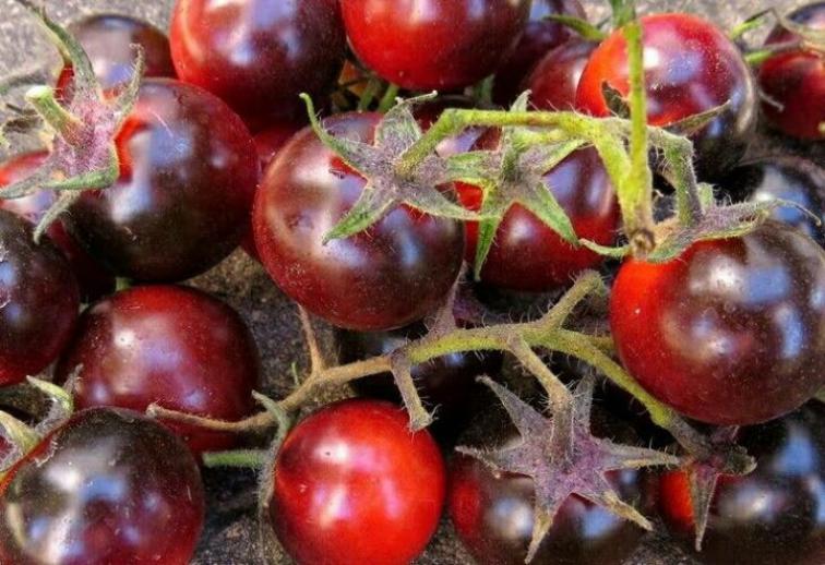 Томат Танцы со смурфами