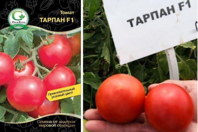 Томат Тарпан 2