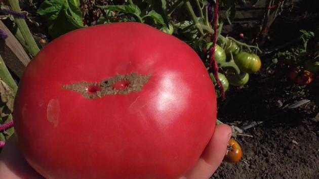 Томат Ташкентский Юсуповский 2