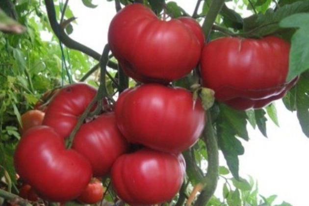 Томат Ташкентский Юсуповский 4