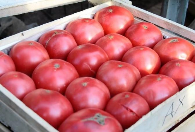Томат Ташкентский Юсуповский 5