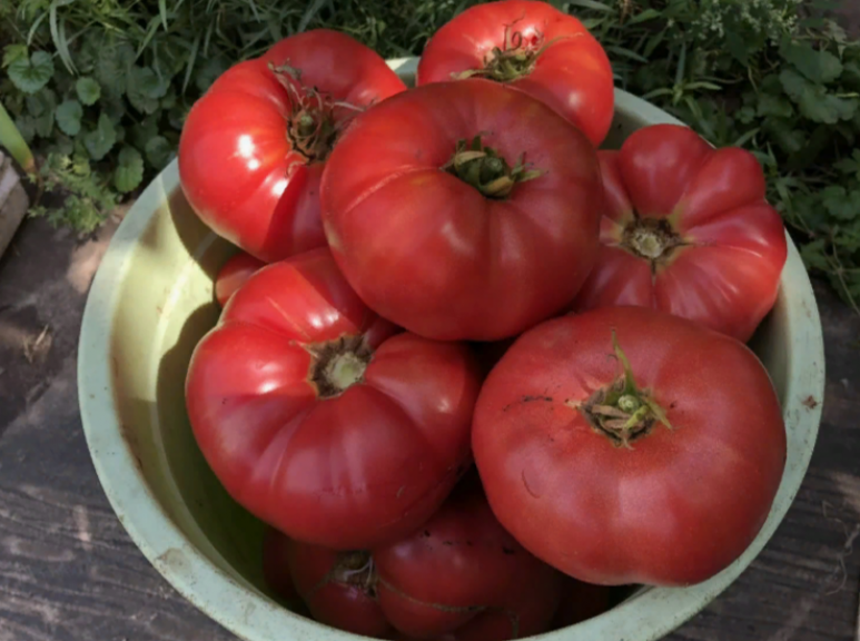 Томат Ташкентский Юсуповский 3